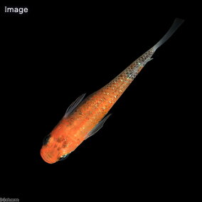 楽天市場 観賞魚 種 観賞魚 メダカ 人気ランキング1位 売れ筋商品 楽天市場 観賞魚 種 観賞魚 メダカ 人気ランキング1位 売れ筋商品